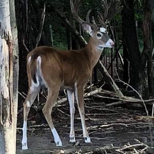 Meet your Posher, Charles